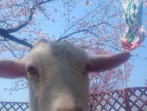 舞鶴公園桜まつり
