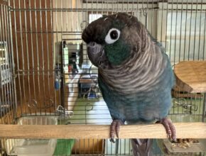 ウロコインコ